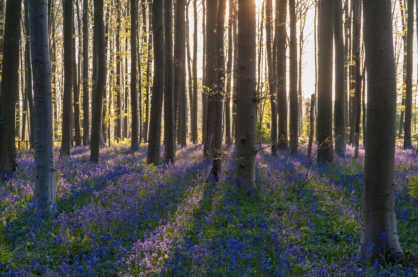 Hallerbos: Hyazinthen-Zauber im Wald Frühlingssonne beleuchtet ein Beet mit Glockenblumen im Hallerbos.