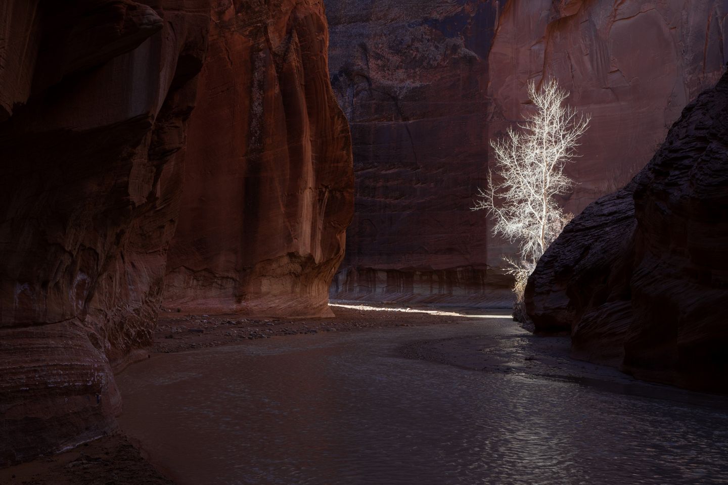 Baumwollbaum in Canyon