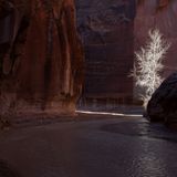 Baumwollbaum in Canyon