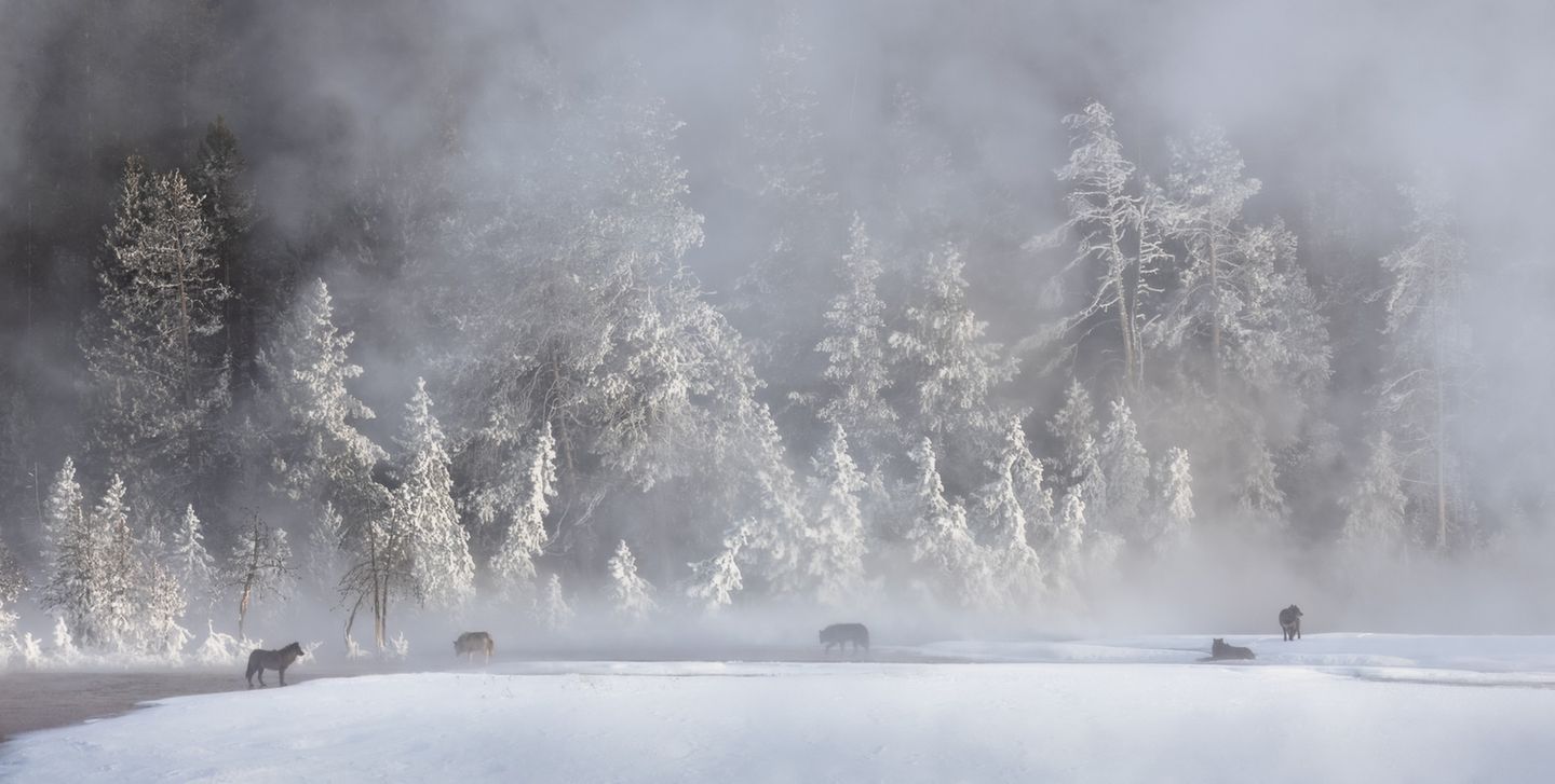 Wölfe in einer Schneelandschaft