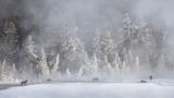 Wölfe in einer Schneelandschaft