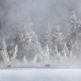 Wölfe in einer Schneelandschaft