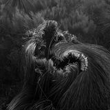 Schwarz-weiß Fotografie von Grasbäumen