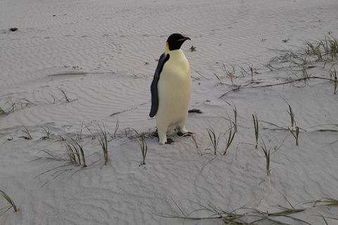 Kaiserpinguin am Strand