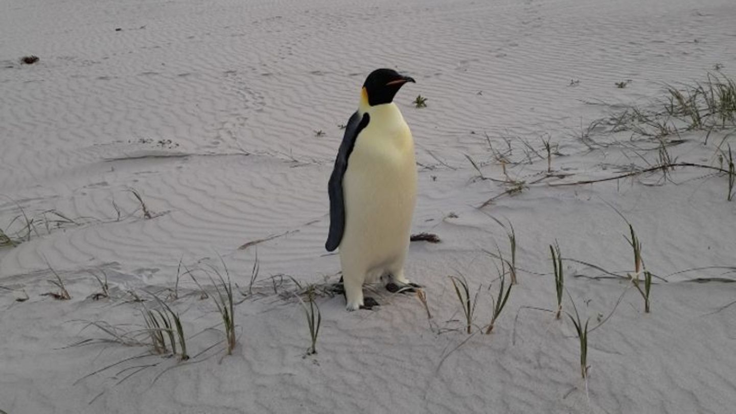 Kaiserpinguin am Strand