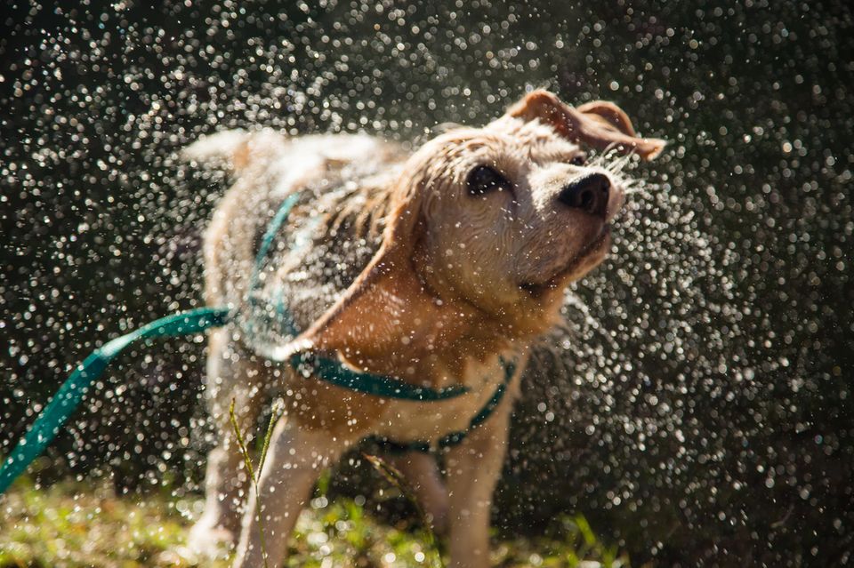 Ein nasser Hund schüttelt sich 1.5004
