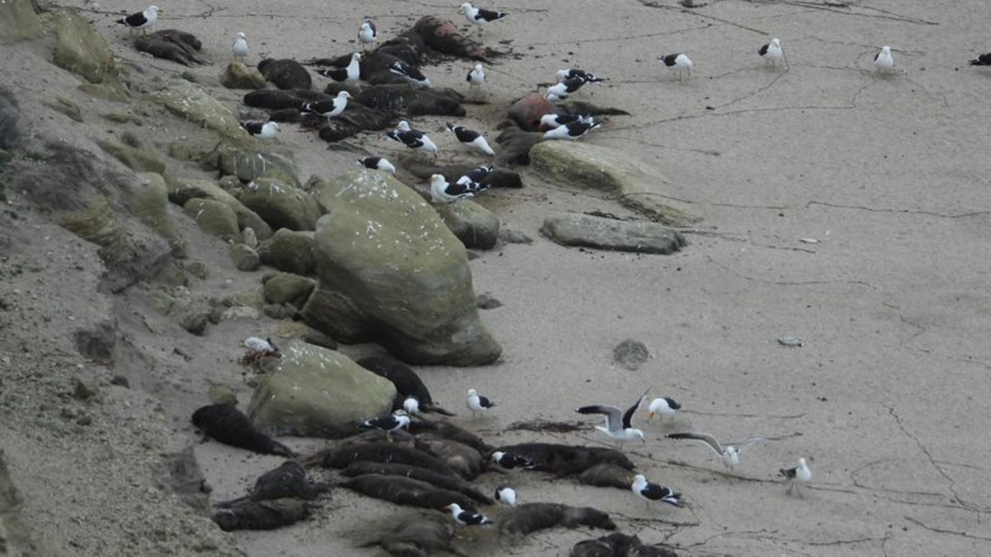 See-Elefanten in Argentinien wurden von der Vogelgrippe besonders schwer getroffen. Hier sind tote Tiere an einem Strand zu sehe