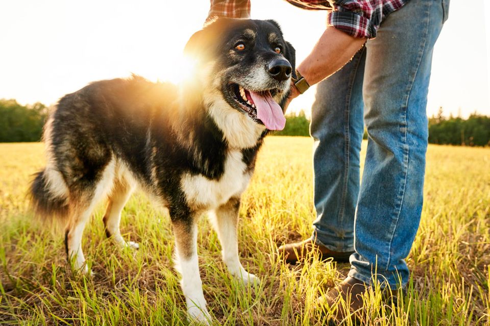 Mann legt die Leine an seinen Border Collie an