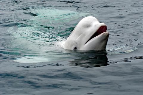 Beluga Wal Vladimir in Norwegen