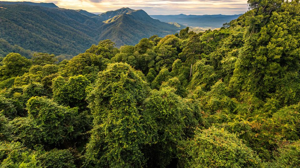 Gondwana Regenwald im Dorrigo National Park in New South Wales