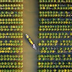 Chrysanthemum Season  Goldene Chrysanthemen (Chrysanthemum) wachsen kugelförmig in den Nebenflüssen des Mekong in Sadec, im südlichen Vietnam. In der Stadt werden die Blumen seit über 100 Jahren angebaut – diese werden traditionell an Märkte im ganzen Land verschickt. Im letzten Mondmonat des Jahres ernten die Bauern die Chrysanthemen mit Hilfe kleiner Boote. Die Luftaufnahme der Blumenfelder der Fotografin Nguyễn Tấn Tuấn gewann sowohl in der Kategorie "Open Built Environment" als auch den "Epson Digital Art Prize". 