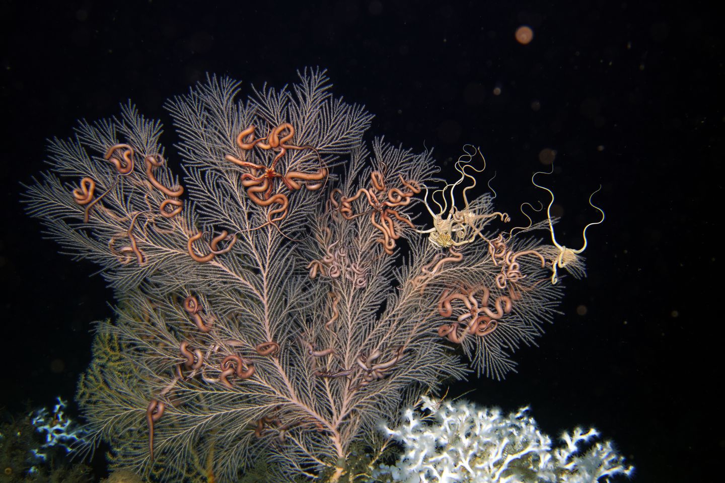 Koralle Collogorgia Delta