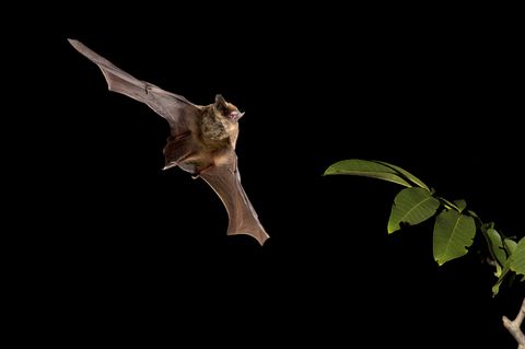Eine Weißrandfledermaus auf dem Weg durch die Finsternis, vorbei an einem Hindernis. Wie sich die gerade mal rund sechs Gramm schweren Tiere in der Landschaft bei Nacht orientieren, beginnen Forschende erst allmählich zu verstehen