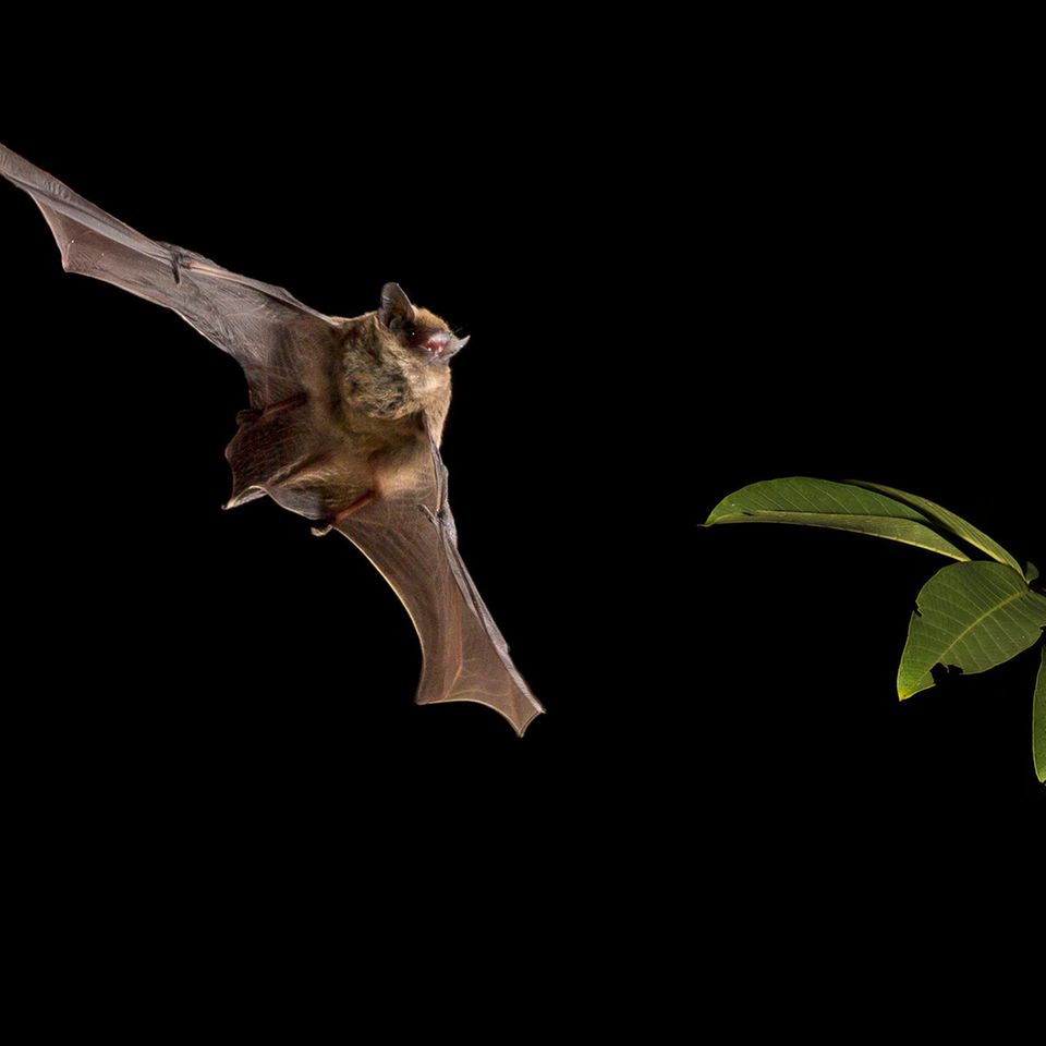 Eine Weißrandfledermaus auf dem Weg durch die Finsternis, vorbei an einem Hindernis. Wie sich die gerade mal rund sechs Gramm schweren Tiere in der Landschaft bei Nacht orientieren, beginnen Forschende erst allmählich zu verstehen