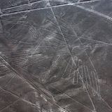 Luftbild eines in den Boden gescharrten Kolibris in Peru