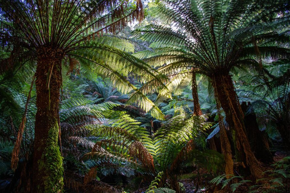 Tasmanischer Riesenfarn im Regenwald 1.5004
