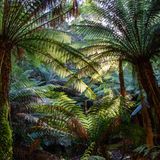 Tasmanischer Riesenfarn im Regenwald