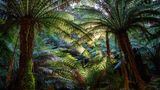 Tasmanischer Riesenfarn im Regenwald