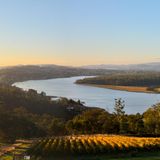 Panoramabild eines Weinhangs