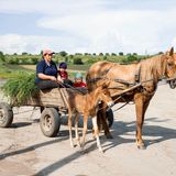 Pferdekutsche daneben ein Fohlen