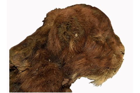 Dieser kleine Säbelzahntiger lebte vor mehr als 30.000 Jahren. Da er im Permafrost lag, ist er gut erhalten