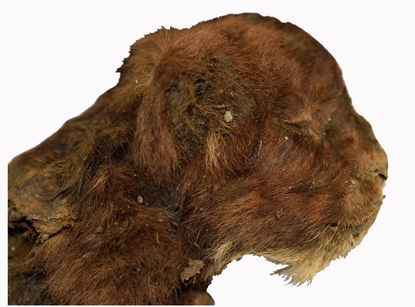 Dieser kleine Säbelzahntiger lebte vor mehr als 30.000 Jahren. Da er im Permafrost lag, ist er gut erhalten