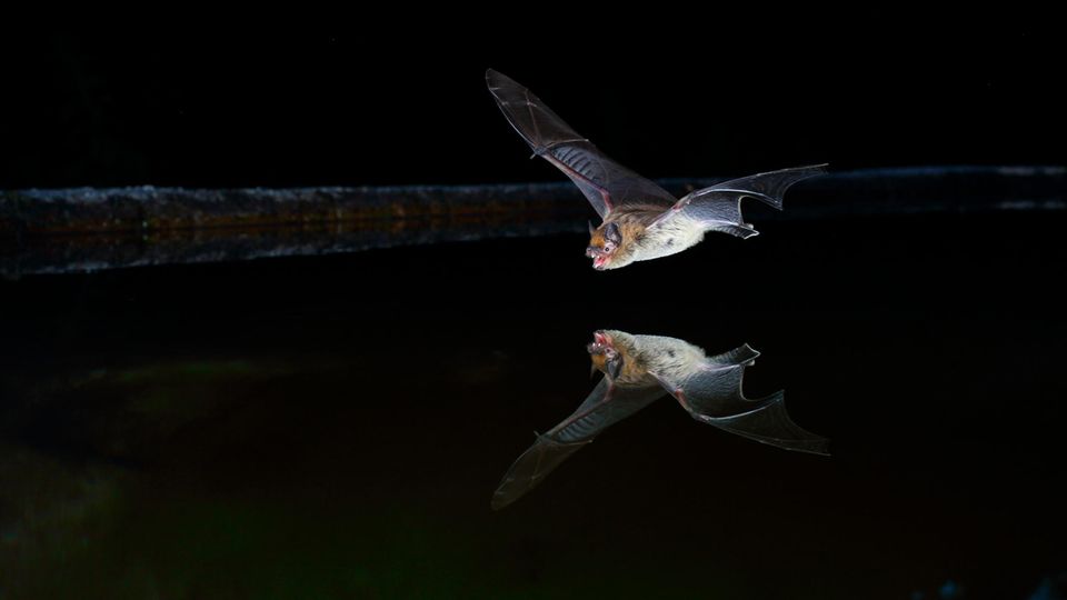 Der virtuelle Flug der Fledermaus Der virtuelle Flug der Fledermaus