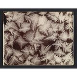 Foto von Eiskristallen, die wie Farne aussehen