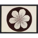 Foto eines Schneekristalls, das wie eine Blüte aussieht