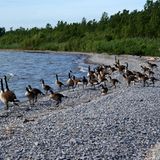 Gänse am Kiesstrand am See