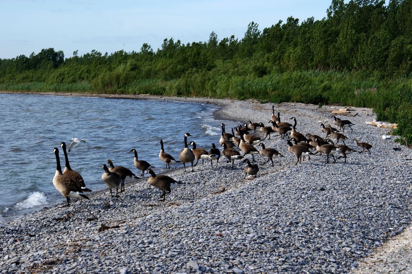 Presqu’Ile Provincial Park: Marschland am Lake Ontario Gänse am Kiesstrand am See