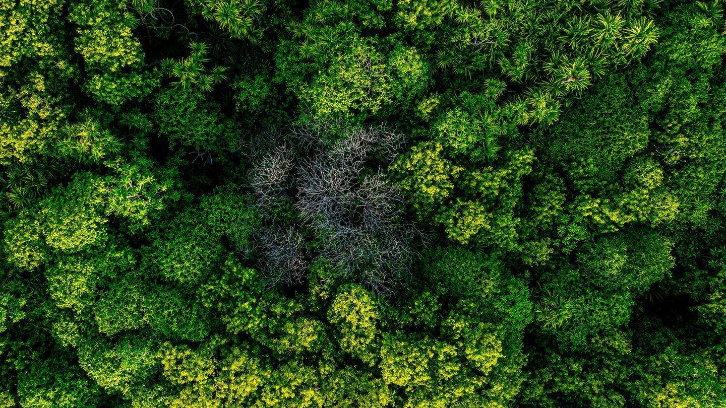 Klimawandel-Waldsterben-auf-den-Malediven-Mangrovenb-ume-ertrinken-im-Ozean