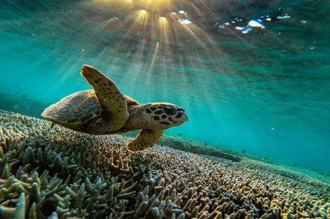 Bedrohte Pracht: Das Great Barrier Reef Australiens umfasst mehr als 3000 einzelne Riffe. Doch die globale Erwärmung setzt den Korallen schwer zu