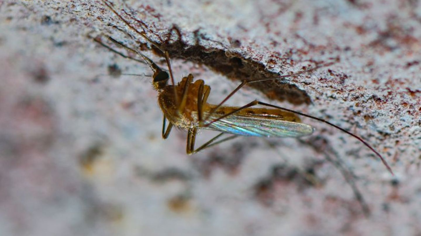 Insekten-Expertin-Klimawandel-verl-ngert-Aktivit-t-der-Stechm-cken