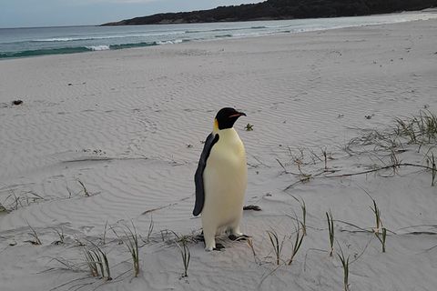 Ein Kaiserpinguin steht an einem australischen Strand