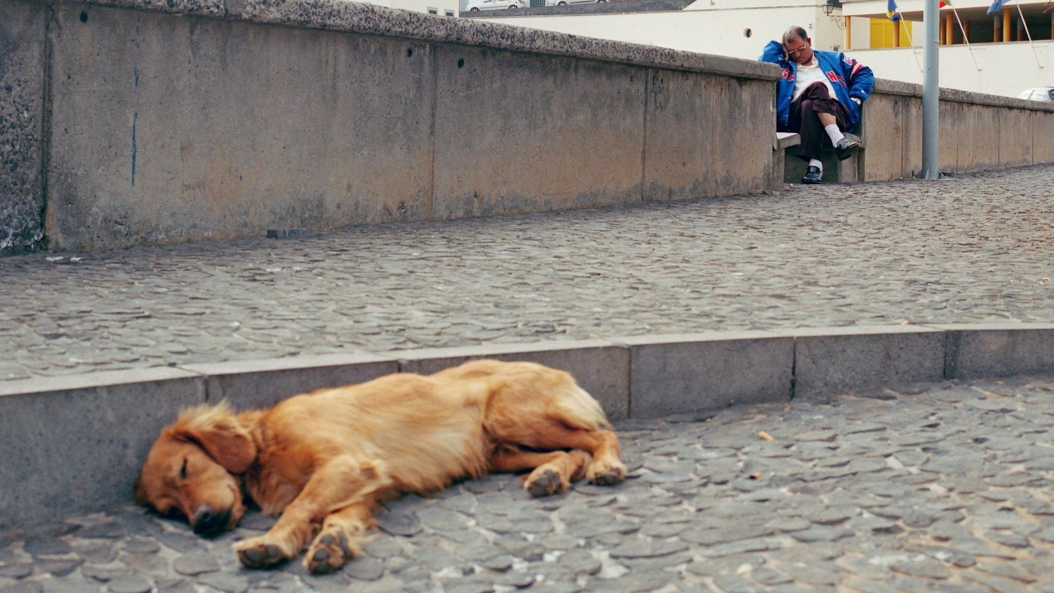 Schlafen kann man überall und immer. So lautet das Motto gerade in den südeuropäischen Siesta-Kulturen, in denen die Hitzephasen am frühen Nachmittag verschlafen werden. Hier ruhen sich Mann und Hund im portugiesischen Madeira aus