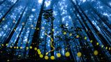 Fliegende Glühwürmchen im Wald
