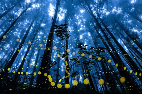Fliegende Glühwürmchen im Wald