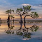 Schwungvoll gewachsene Bäume, die sich in der Wasseroberfläche spiegeln