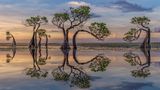 Schwungvoll gewachsene Bäume, die sich in der Wasseroberfläche spiegeln