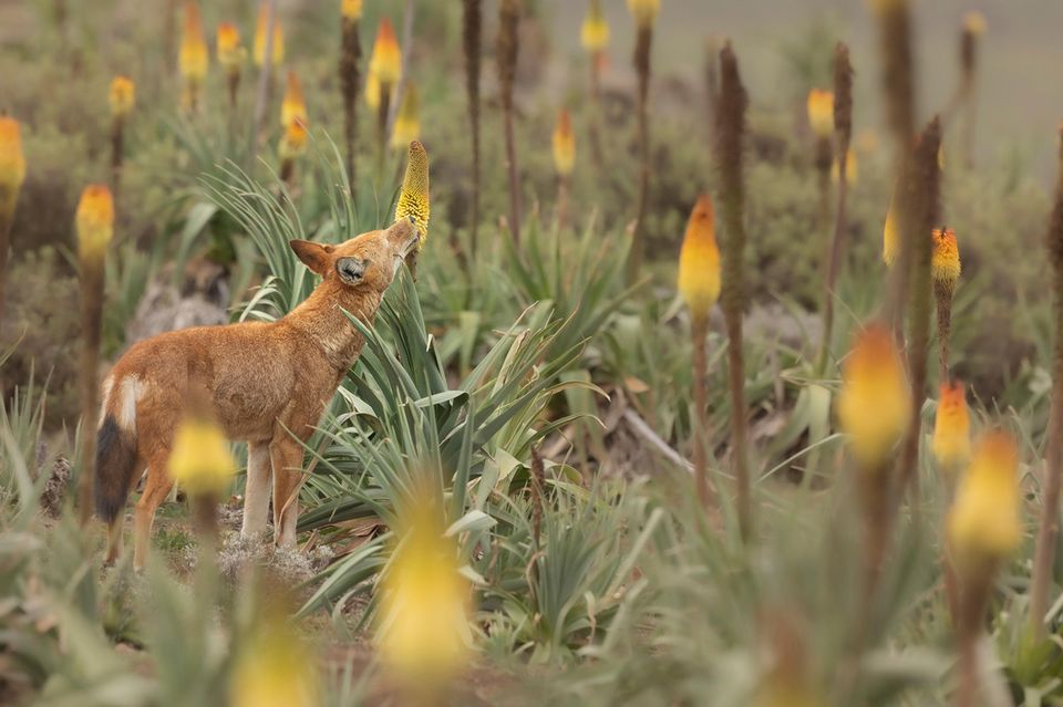 Eigentlich macht der Äthiopische Wolf Jagd auf Nagetiere. Doch auch der Nektar von Fackellilien scheint ihm zu schmecken 1.4993