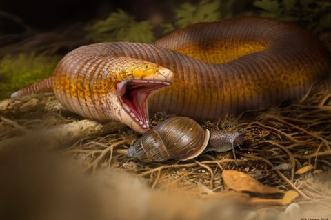 Vermutlich ernährten sich die Tiere vor 50 Millionen Jahren vor allem von Schnecken. So könnte die neuentdeckte Doppelschleichen-Art Terastiodontosaurus marcelosanchezi ausgesehen haben. 