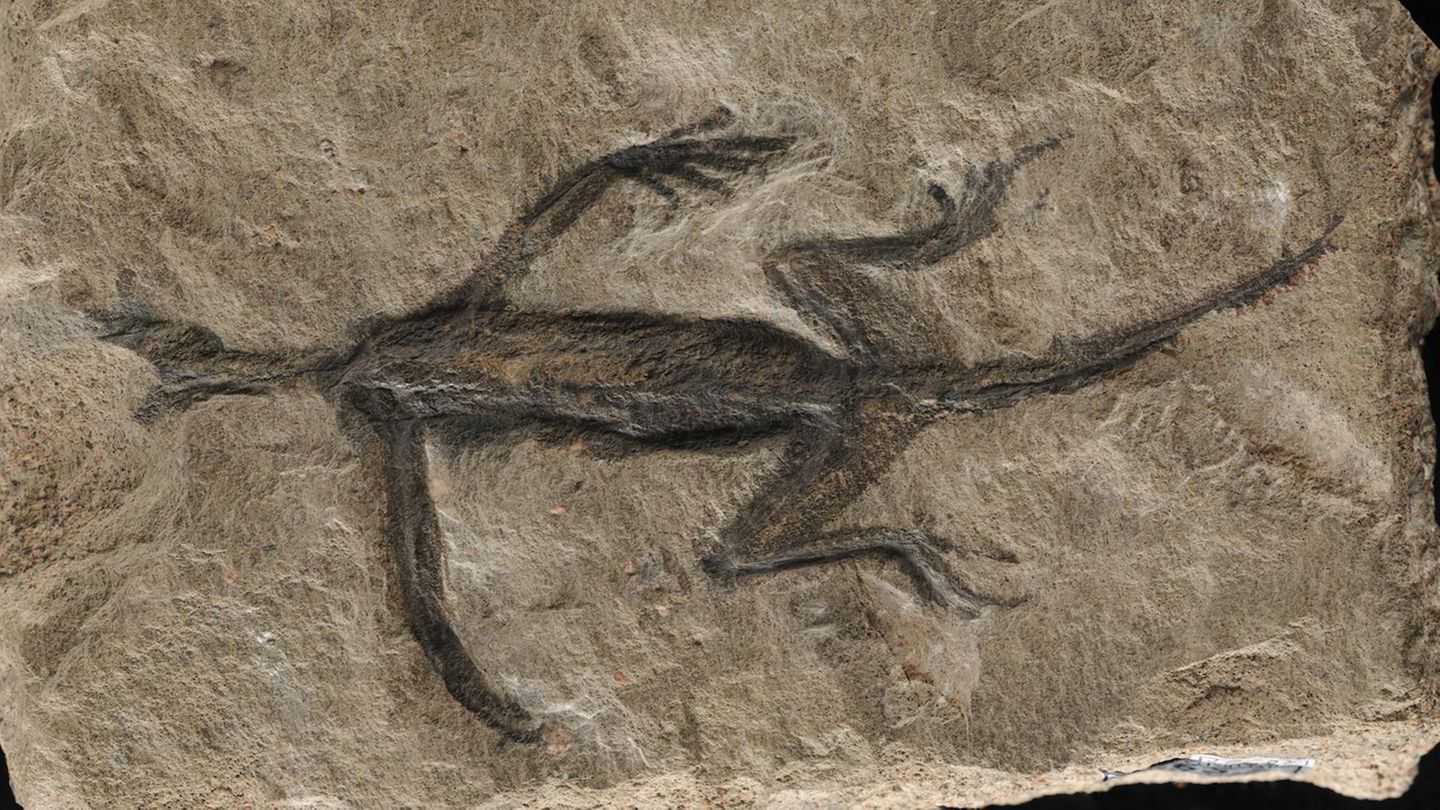 Tridentinosaurus antiquus: Malerisch schön Bereits im Februar 2024 war in Italien ein Fälschungsskandal aufgeflogen. Das 280 Millionen Jahre alte Fossil eines Tridentinosaurus antiquus galt als erstaunlich gut erhalten. Statt nur Knochen schien der Fund auch Weichteile des Reptils zu zeigen. Doch wie sich nun nach Jahrzehnten herausstellte, waren große Teile des Umrisses mit schwarzer Farbe auf den Stein gemalt worden.