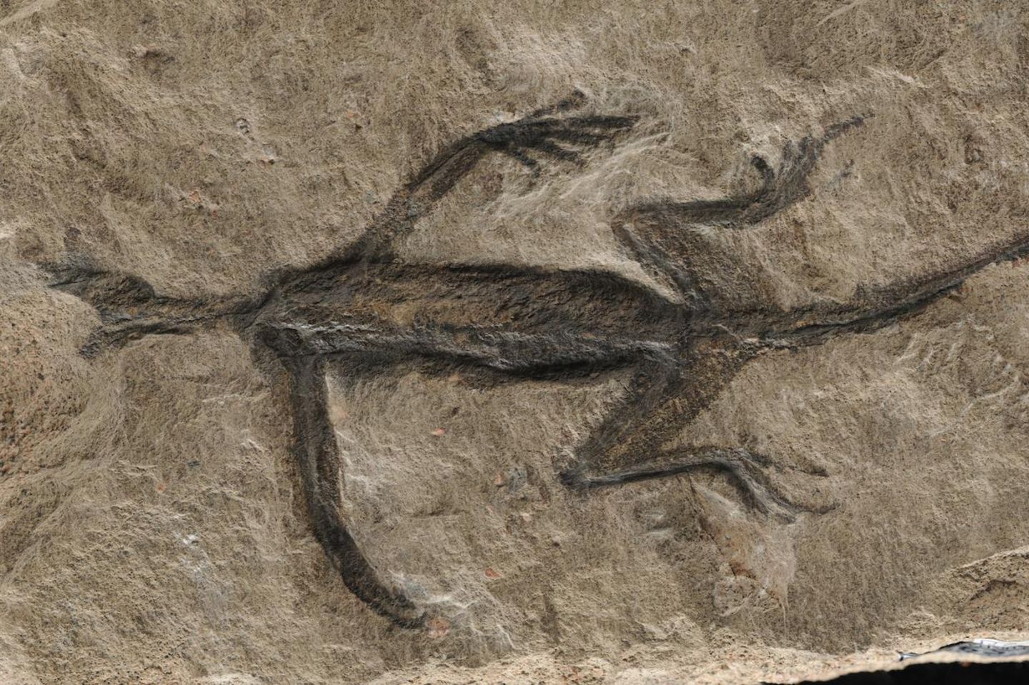 Tridentinosaurus antiquus: Malerisch schön Bereits im Februar 2024 war in Italien ein Fälschungsskandal aufgeflogen. Das 280 Millionen Jahre alte Fossil eines Tridentinosaurus antiquus galt als erstaunlich gut erhalten. Statt nur Knochen schien der Fund auch Weichteile des Reptils zu zeigen. Doch wie sich nun nach Jahrzehnten herausstellte, waren große Teile des Umrisses mit schwarzer Farbe auf den Stein gemalt worden.