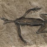 Bereits im Februar 2024 war in Italien ein Fälschungsskandal aufgeflogen. Das 280 Millionen Jahre alte Fossil eines Tridentinosaurus antiquus galt als erstaunlich gut erhalten. Statt nur Knochen schien der Fund auch Weichteile des Reptils zu zeigen. Doch wie sich nun nach Jahrzehnten herausstellte, waren große Teile des Umrisses mit schwarzer Farbe auf den Stein gemalt worden.