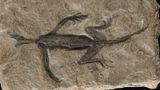 Bereits im Februar 2024 war in Italien ein Fälschungsskandal aufgeflogen. Das 280 Millionen Jahre alte Fossil eines Tridentinosaurus antiquus galt als erstaunlich gut erhalten. Statt nur Knochen schien der Fund auch Weichteile des Reptils zu zeigen. Doch wie sich nun nach Jahrzehnten herausstellte, waren große Teile des Umrisses mit schwarzer Farbe auf den Stein gemalt worden.