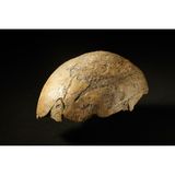 Bereits im Oktober wurde einem Archäologen der Generaldirektion Kulturelles Erbe in Rheinland-Pfalz vorgeworfen, 21 Schädel bewusst falsch datiert zu haben. Nun sind 18 weitere Vorwürfe hinzugekommen. Ein als "Neandertaler von Ochtendung" bekannt gewordenes Schädelfragment stamme demnach nicht aus der Altsteinzeit, sondern aus dem Frühmittelalter. Große Zweifel bestünden auch, ob die Funde auf dem angeblichen "Schlachtfeld von Riol" tatsächlich einen Kampf im ersten Jahrhundert n. Chr. belegen. Externe Fachleute sollen die Funde nun neu untersuchen.   Ähnliche Skandale haben die Paläontologie und Archäologie schon öfters erschüttert. Mal entstanden die Fälschungen aus Geldgier oder Ruhmsucht, mal waren sie das Ergebnis von Unfähigkeit.