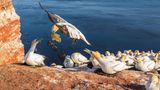 Wildvögel auf Helgoland
