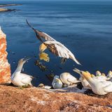 Wildvögel auf Helgoland