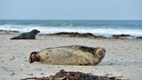 Kegelrobben aur der Düne von Helgoland